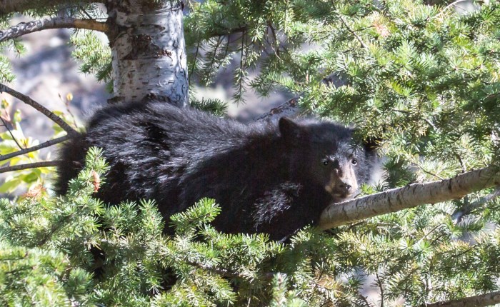Who Says There Are Bears in Yellowstone&nbsp;?