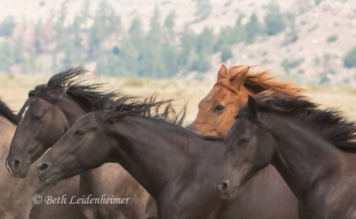 Run With the Wind&nbsp;…