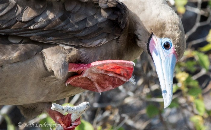 Enchanted Isles of the&nbsp;Galapagos